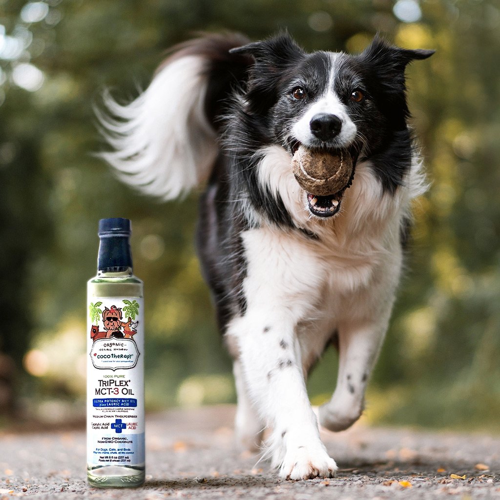CocoTherapy 100% Pure TriPlex MCT-3 Oil | Anti-Fungal Ketones Weight Brain Support | Holistic Healthcare for Dogs, Cats and Pet Parents