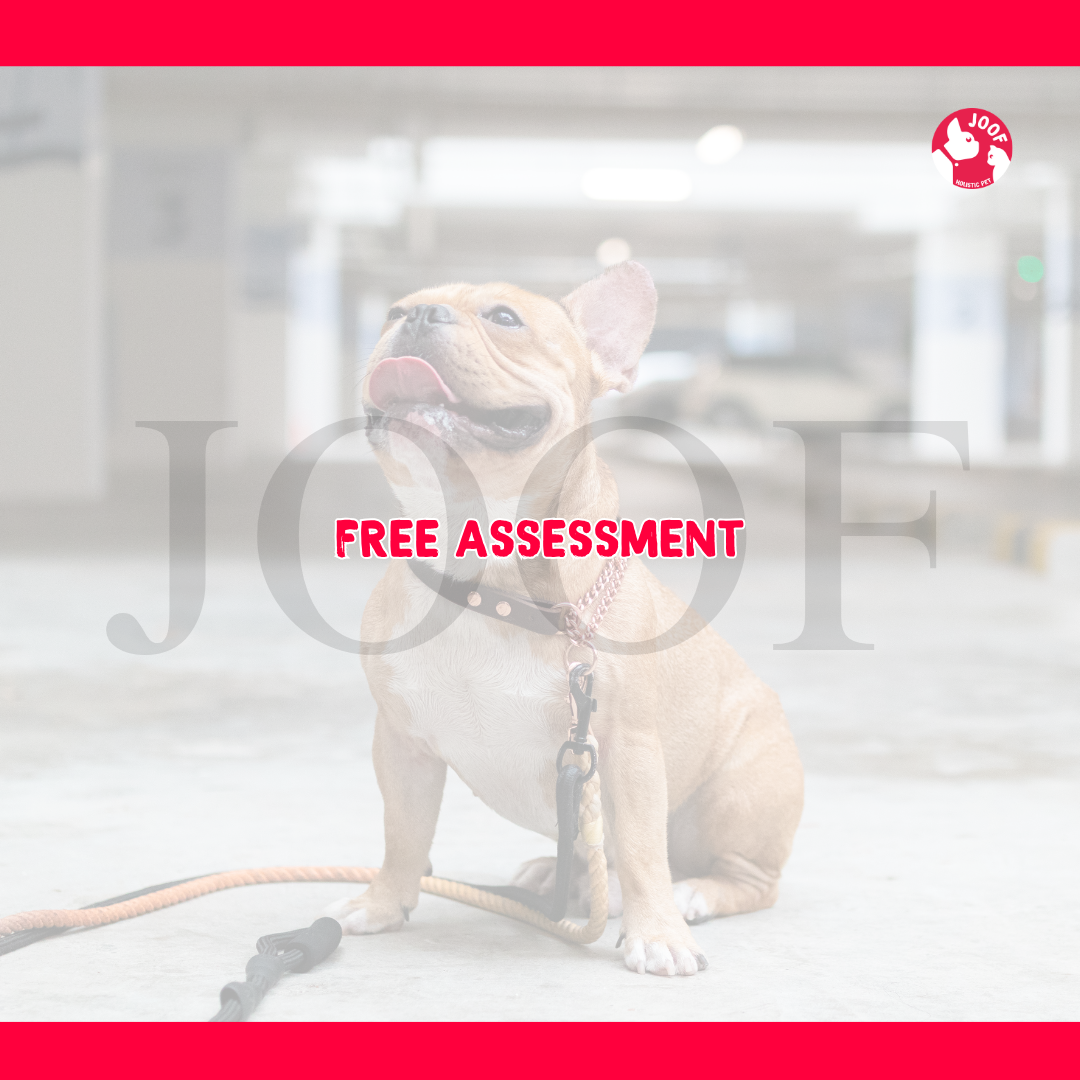 JOOF Free Assessment | Holistic Pet Care for Dogs & Cats