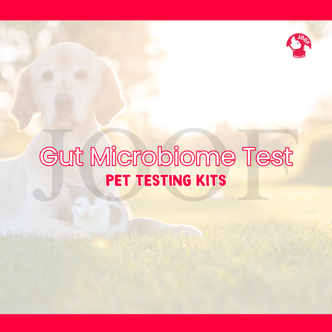 Gut Microbiome Test