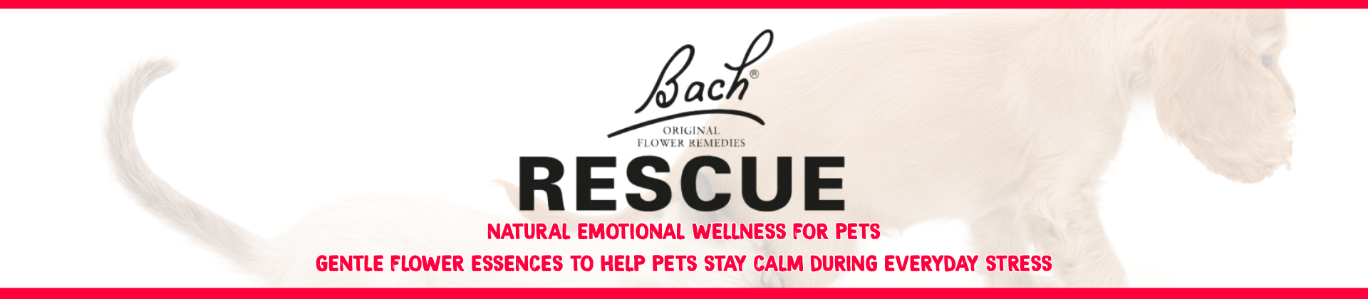 BACH RESCUE