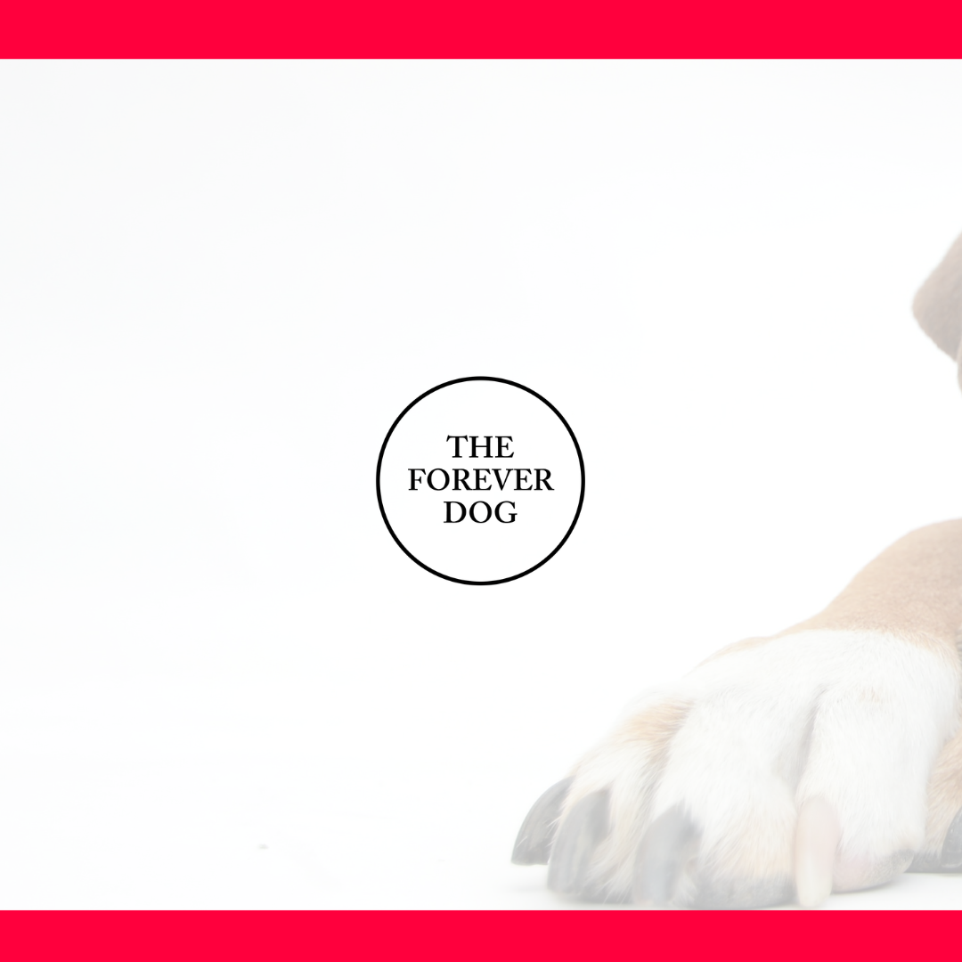THE FOREVER DOG