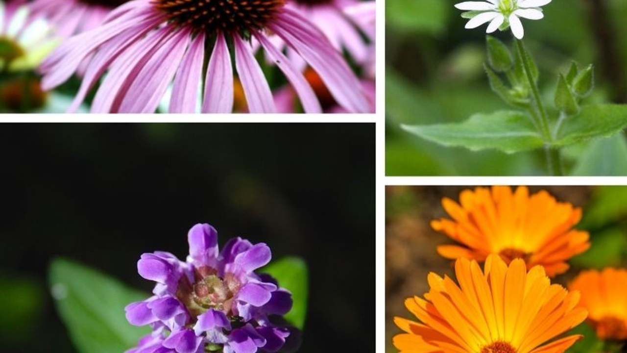 Monthly Herbal Monograph Subscription