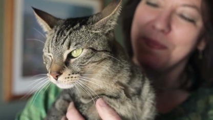 FELIWAY Classic Diffuser | Separation Anxiety Stress Relief | Holistic Healthcare for Cats
