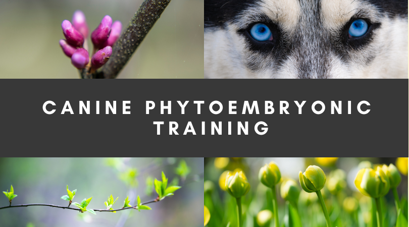 Canine Phytoembryonic Therapy