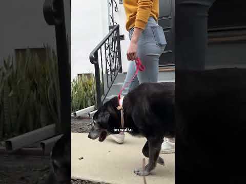 Four Leaf Rover Hip & Joint | Joint Health Support | Holistic Healthcare for Dogs