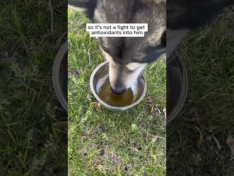 Four Leaf Rover Green Rover | Antioxidant Gut Immune Support | Holistic Healthcare for Dogs