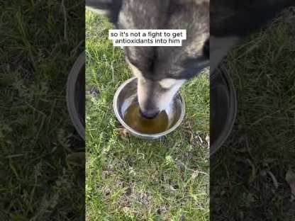 Four Leaf Rover Green Rover | Antioxidant Gut Immune Support | Holistic Healthcare for Dogs