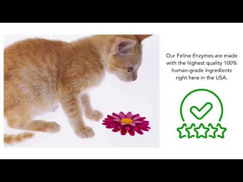 Dr. Goodpet Feline Digestive Enzymes™ (4oz) | Digestive Pancreatitis Support | Holistic Healthcare for Cats