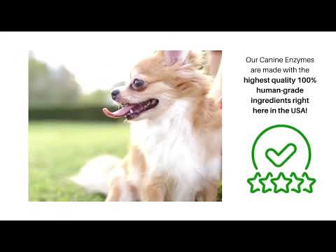 Dr. Goodpet Canine Digestive Enzymes™ (7oz) | Digestive Pancreatitis Support | Holistic Healthcare for Dogs