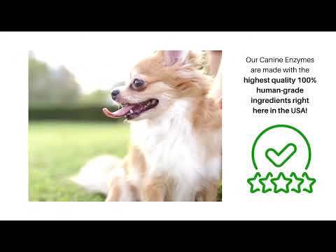 Dr. Goodpet Canine Digestive Enzymes™ (7oz) | Digestive Pancreatitis Support | Holistic Healthcare for Dogs