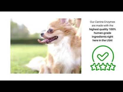 Dr. Goodpet Canine Digestive Enzymes™ (7oz) | Digestive Pancreatitis Support | Holistic Healthcare for Dogs