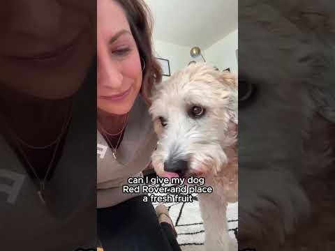 Four Leaf Rover Red Rover | Antioxidant Gut Immune Support | Holistic Healthcare for Dogs