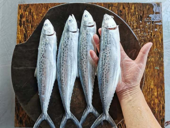  Spanish Mackerel Whole Clean 1 kg up 大马鲛鱼