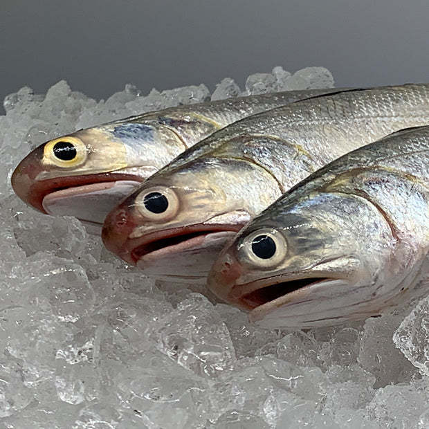 Freshness Local Fish Threadfin | Senangin | 马友鱼 1kg / pack