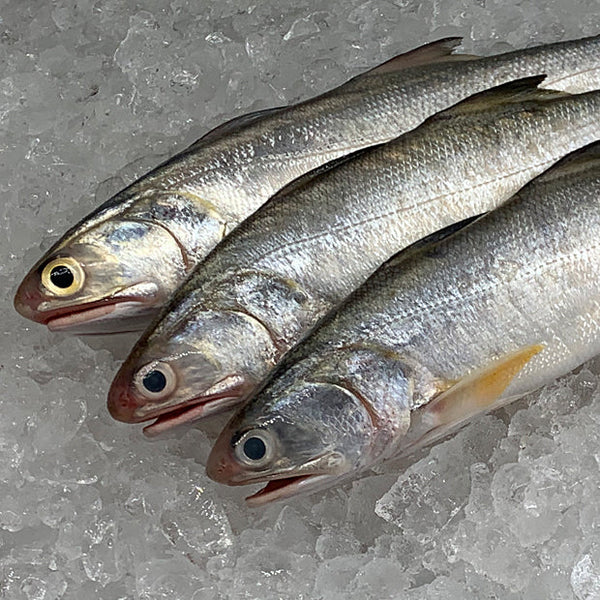 Freshness Local Fish Threadfin | Senangin | 马友鱼 1kg / pack