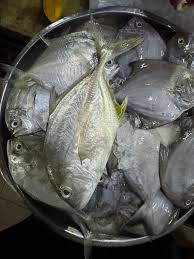 Bawal Hitam (5-6 ekor) 中黑昌