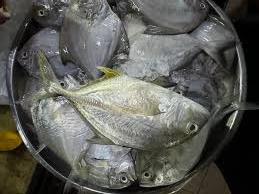 Bawal Hitam (5-6 ekor) 中黑昌