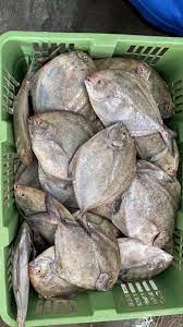 Bawal Hitam (5-6 ekor) 中黑昌