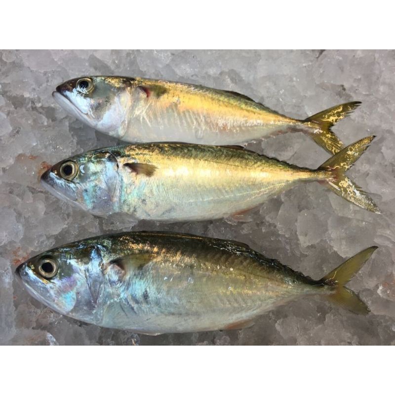 Freshness ikan kembung 500g / pack 甘梦鱼 (7-10 ekor)