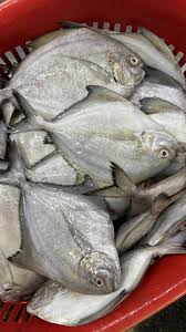 Bawal Hitam (5-6 ekor) 中黑昌