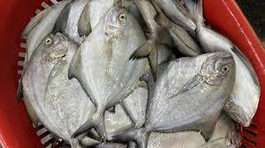 Bawal Hitam (5-6 ekor) 中黑昌