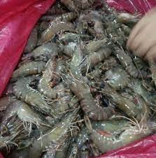 Freshness Udang Besar 大虾 (31-40 ekor) 500g / pack