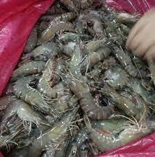 Freshness Udang Besar 大虾 (31-40 ekor) 500g / pack