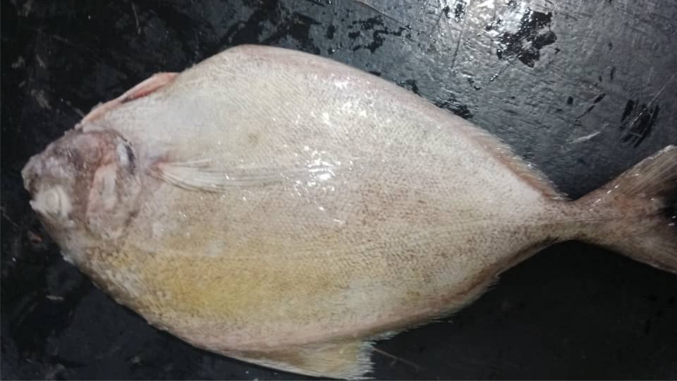 Freshness Bawal Hitam (B ) 大黑昌 1kg 清洗kj