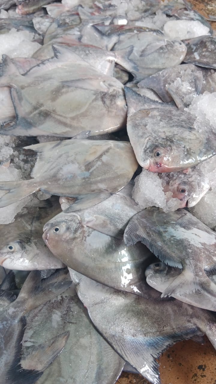 Bawal Hitam (5-6 ekor) 中黑昌