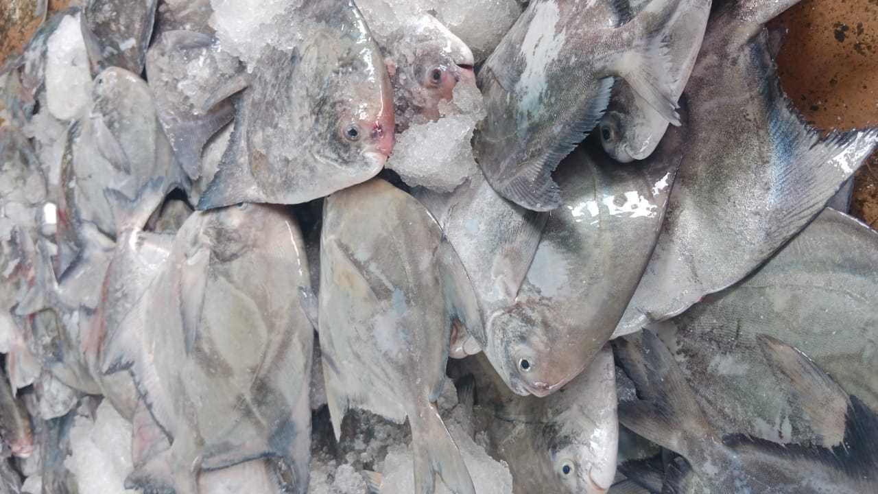 Bawal Hitam (5-6 ekor) 中黑昌