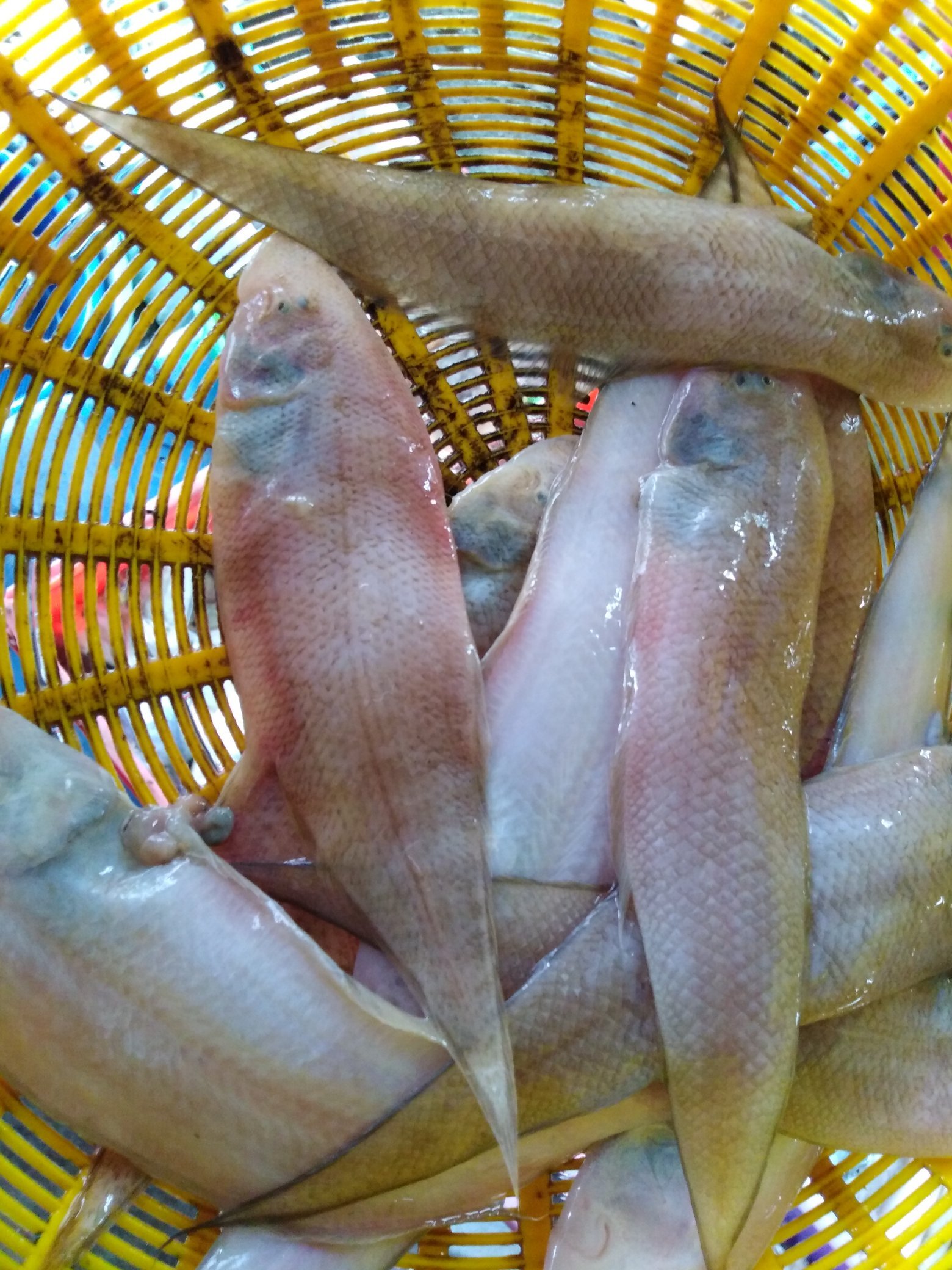 Freshness Seafood Ikan Lidah 中利 500g per pack