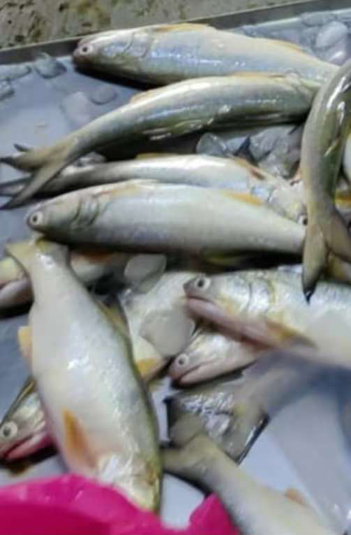 Freshness Spanish mackerel Fish Paste / pes ikan tenggiri Sepanyol 马鲛鱼浆 1kg/pack