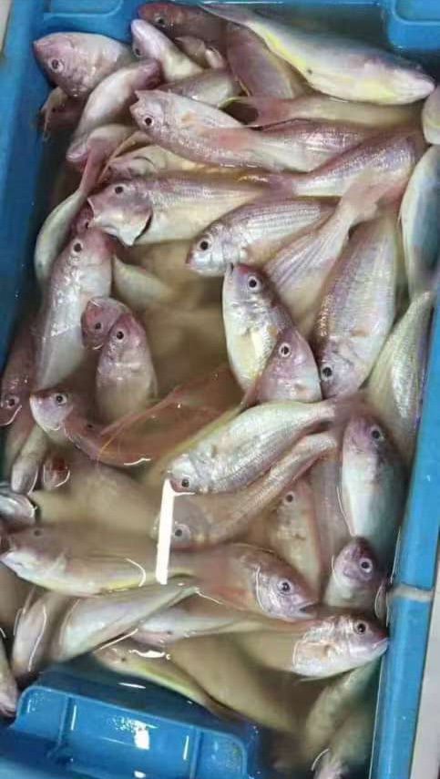 Freshness Spanish mackerel Fish Paste / pes ikan tenggiri Sepanyol 马鲛鱼浆 1kg/pack