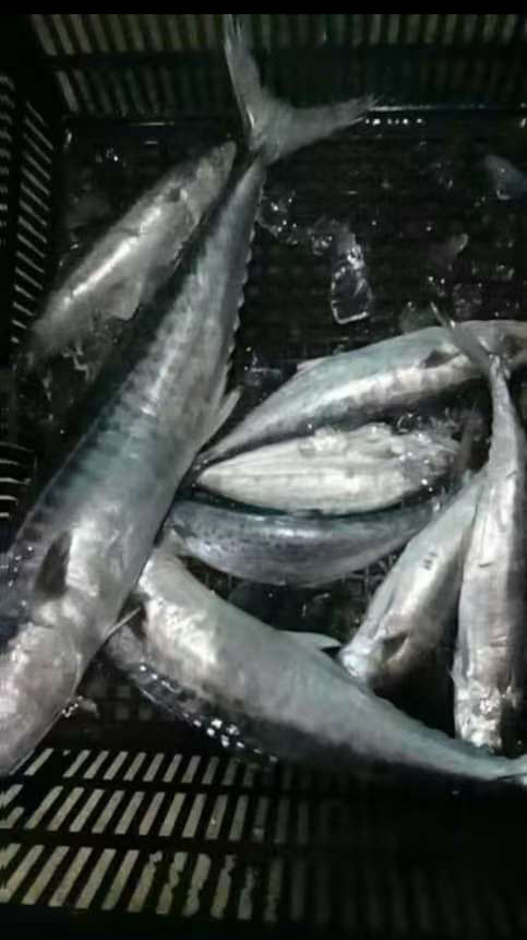 Freshness Spanish mackerel Fish Paste / pes ikan tenggiri Sepanyol 马鲛鱼浆 1kg/pack