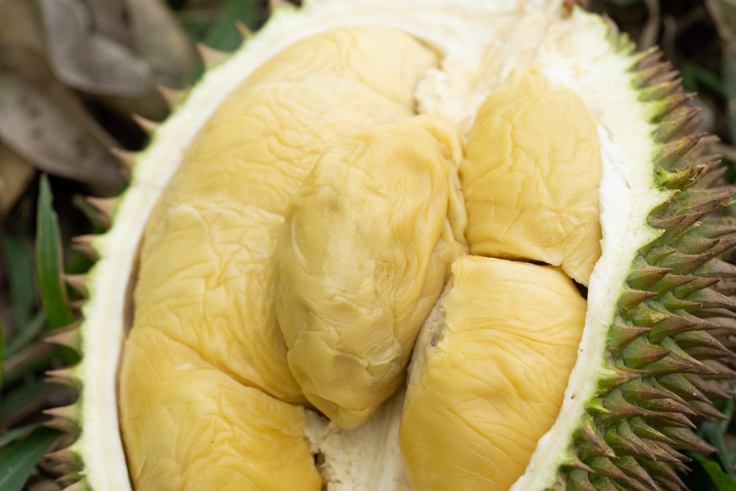 Fresh D24 Pulp 新鲜D24果肉 100g