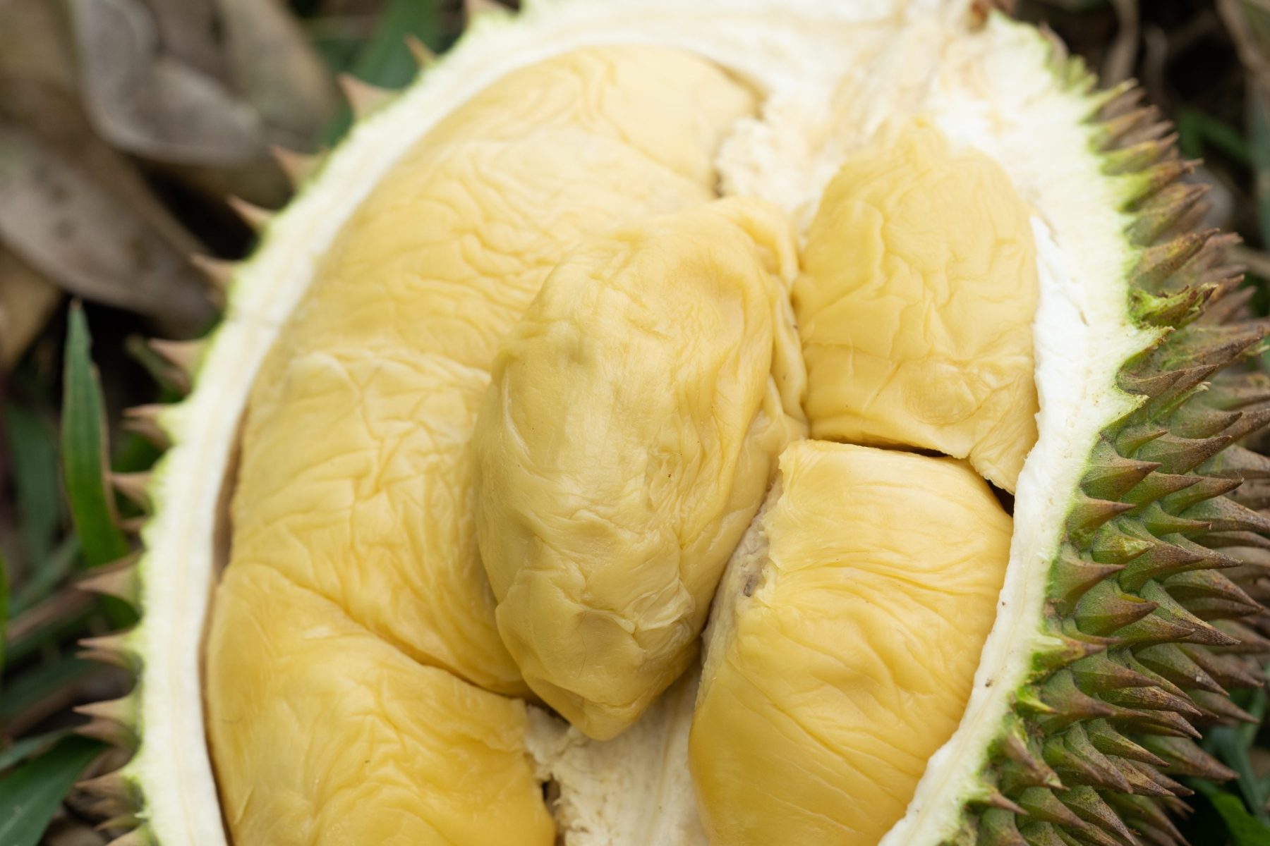 Fresh D24 Pulp 新鲜D24果肉 100g