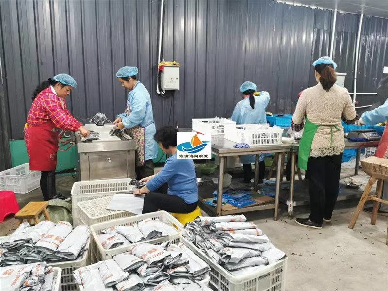 Xiapu kelp seedlings fresh specialty kelp sprouts small kelp 500 g 霞浦海带嫩苗新鲜特产海带芽小海带