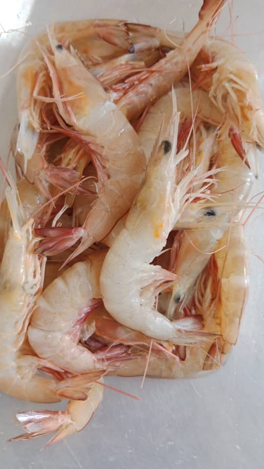 Freshness Udang Kelabu (ekor) 麻虾 500g / pack