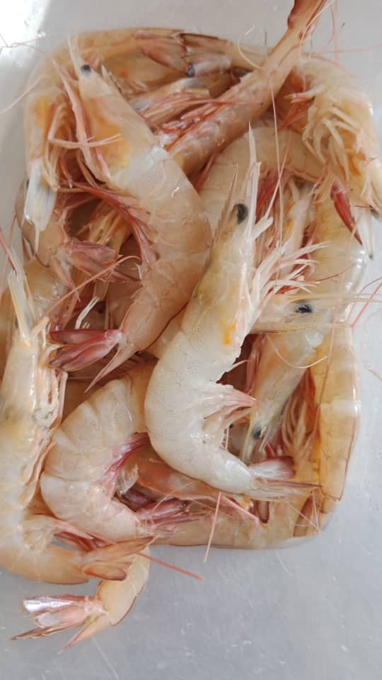 Freshness Udang Kelabu (ekor) 麻虾 500g / pack