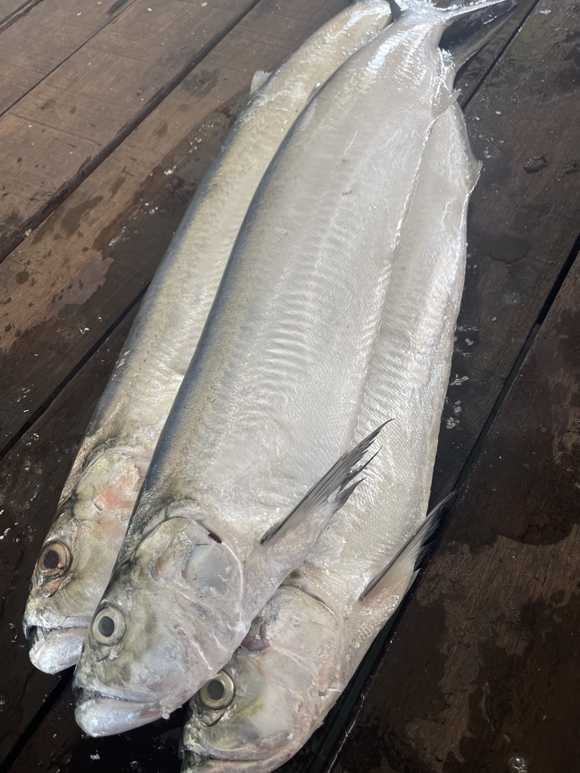 WOLF HERRING 西刀鱼 Ikan Pisau sold in kg