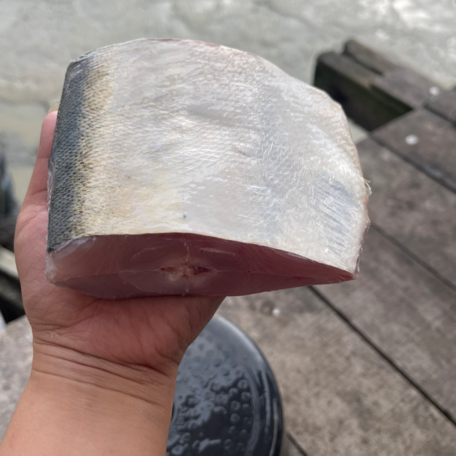 WOLF HERRING 西刀鱼 Ikan Pisau sold in kg