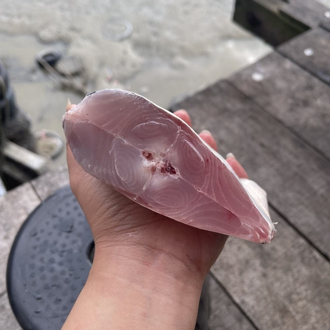 WOLF HERRING 西刀鱼 Ikan Pisau sold in kg