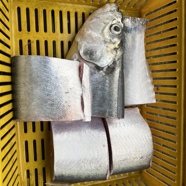 WOLF HERRING 西刀鱼 Ikan Pisau sold in kg