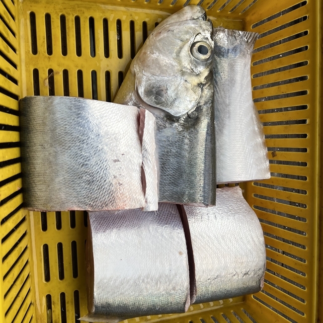 WOLF HERRING 西刀鱼 Ikan Pisau sold in kg