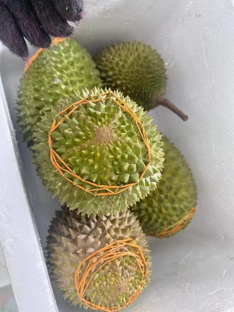 Malaysia Whole Musang King Fresh Durian 1.0-1.5kg/pc,2.5kg/box Ship to China 马来猫山王新鲜榴莲整颗1-1.5公斤/粒,2.5公斤/箱直邮到中国