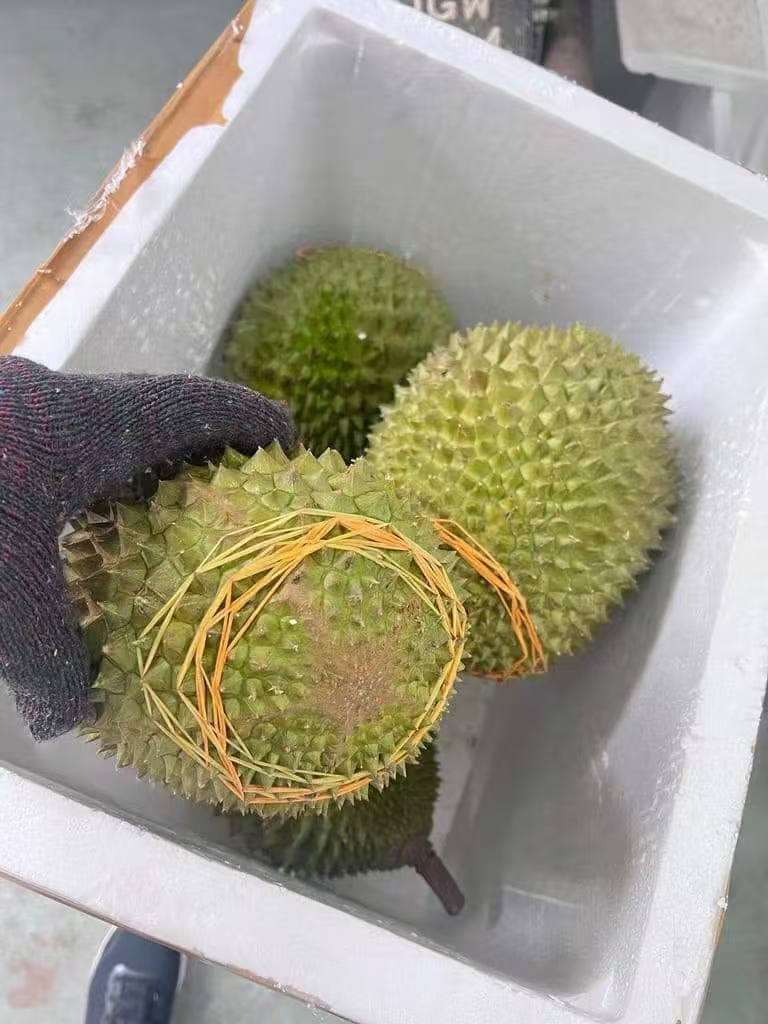 Malaysia Whole Musang King Fresh Durian 1.0-1.5kg/pc,2.5kg/box Ship to China 马来猫山王新鲜榴莲整颗1-1.5公斤/粒,2.5公斤/箱直邮到中国