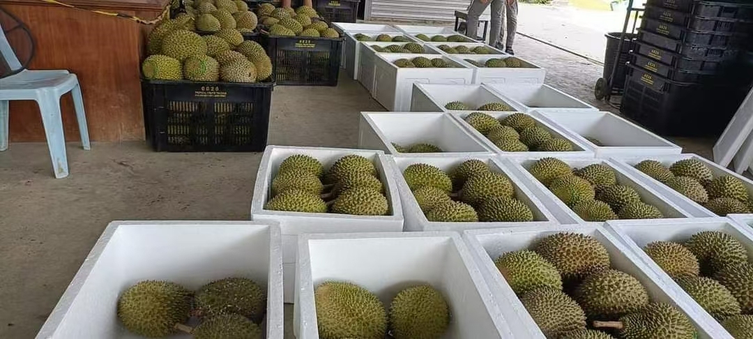 Malaysia Whole Musang King Fresh Durian 1.0-1.5kg/pc,2.5kg/box Ship to China 马来猫山王新鲜榴莲整颗1-1.5公斤/粒,2.5公斤/箱直邮到中国