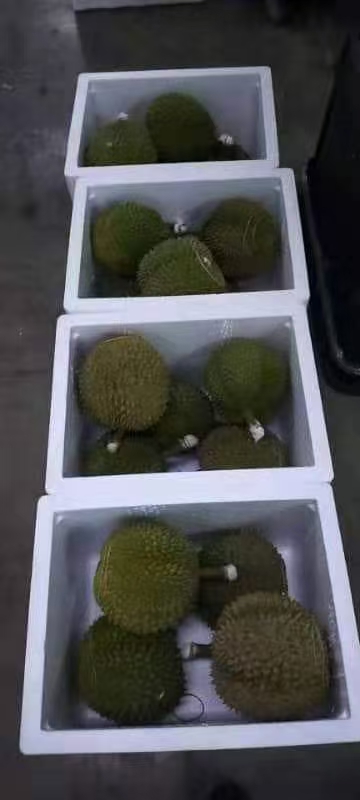 Malaysia Whole Musang King Fresh Durian 1.0-1.5kg/pc,2.5kg/box Ship to China 马来猫山王新鲜榴莲整颗1-1.5公斤/粒,2.5公斤/箱直邮到中国