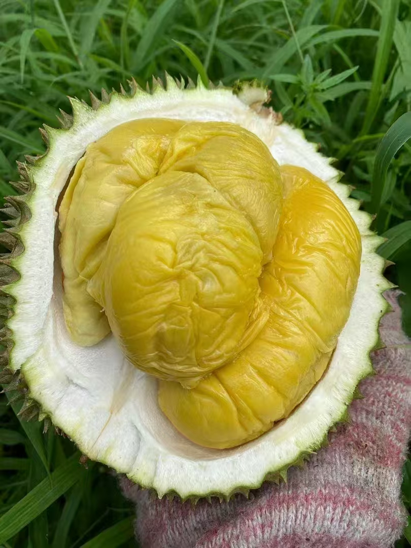 Fresh Musang King Pulp 新鲜猫山王果肉 100g