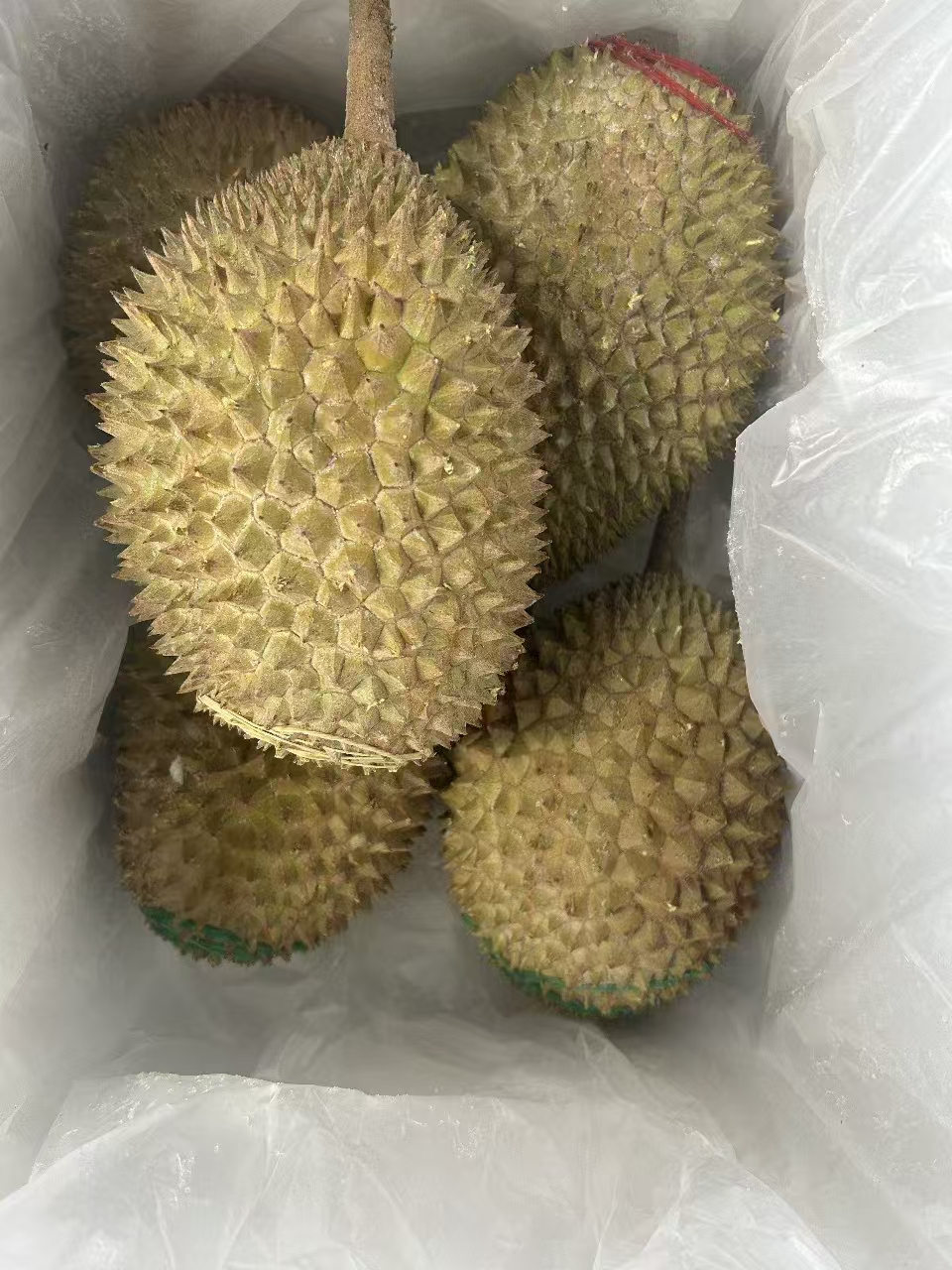 Malaysia Whole Musang King Fresh Durian 1.0-1.5kg/pc,2.5kg/box Ship to China 马来猫山王新鲜榴莲整颗1-1.5公斤/粒,2.5公斤/箱直邮到中国